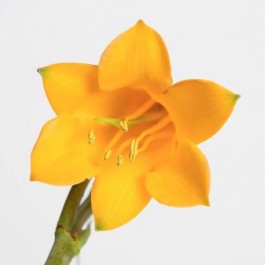 Vendita Online Fiori Australiani Christmas Bell