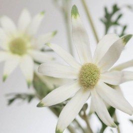 Vendita Online Fiori Australiani Flannel Flower