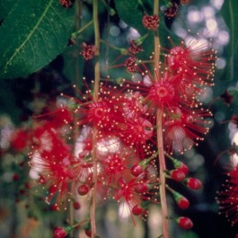 Vendita Online Fiori Australiani Freshwater Mangrove