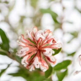 Vendita Online Fiori Australiani Grey Spider Flower