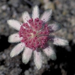 Vendita Online Fiori Australiani Pink Flannel Flower