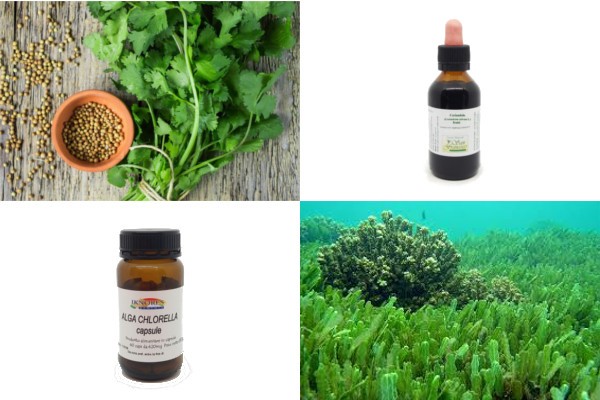 Coriandolo e chlorella, un mix vincente contro i metalli pesanti