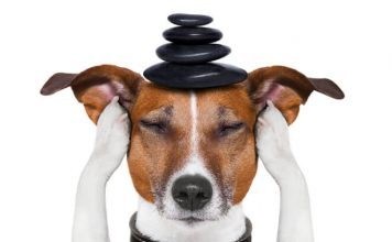 TRANQUILLITA' E CALMA PER I NOSTRI AMICI ANIMALI