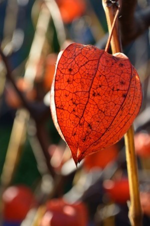 ASHWAGANDHA CONTRO STANCHEZZA FISICA E MENTALE
